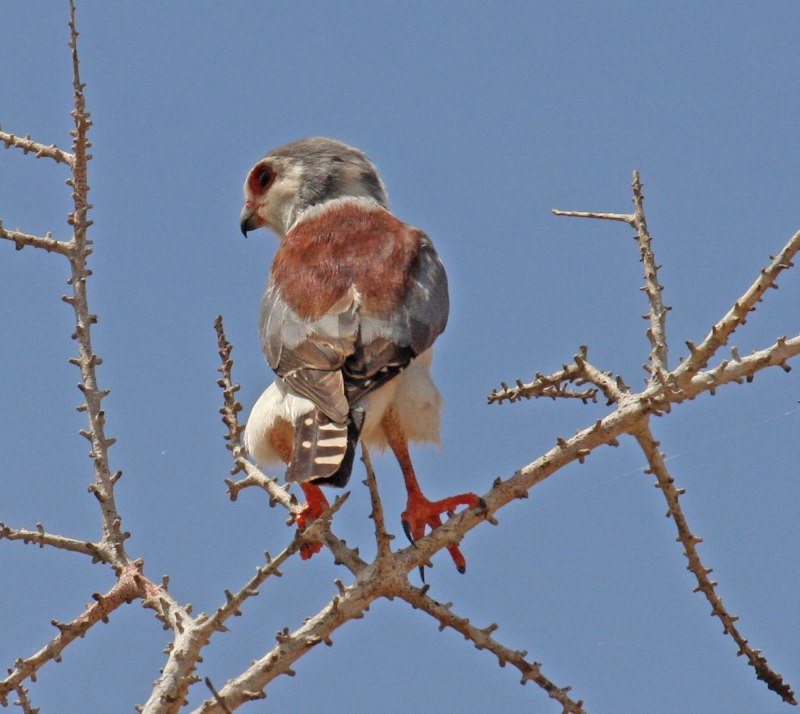 Polihierax semitorquatus