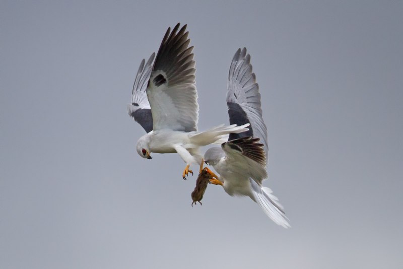 White-Rumped Falcon