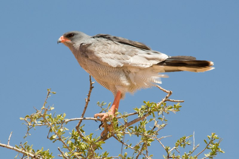 Melierax canorus