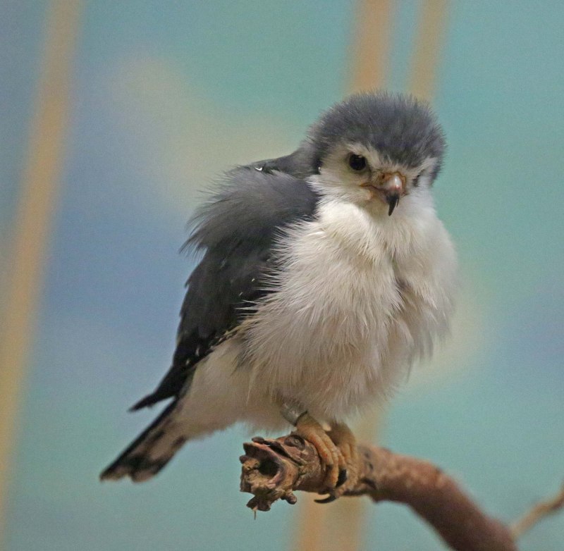 Pygmy Falcon