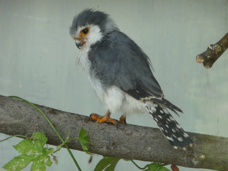 African Pygmy Falcon