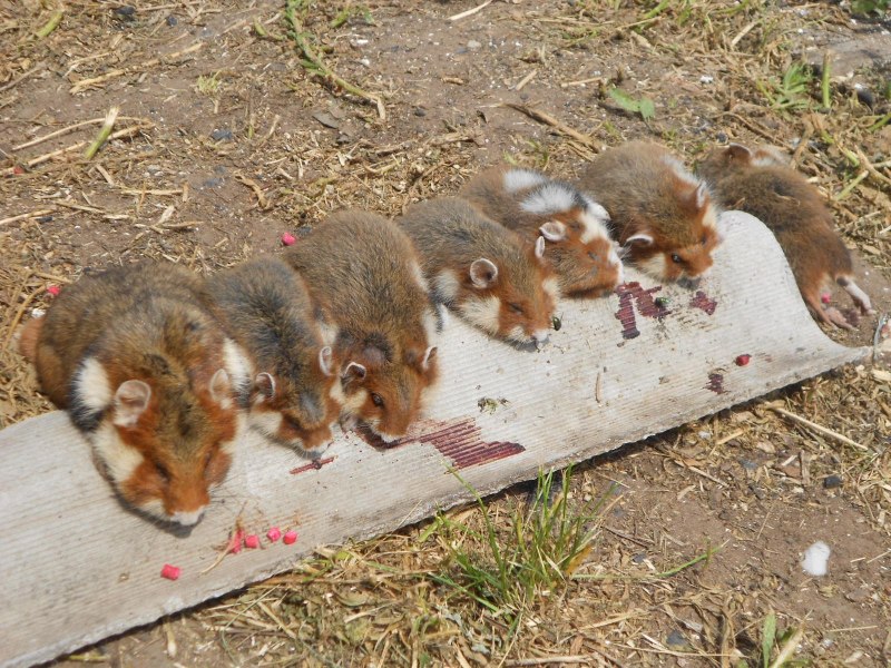 Дикий хомяк карбыш