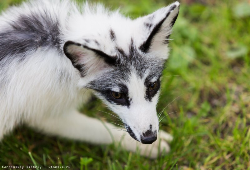 Мраморная лиса (Marble Fox)