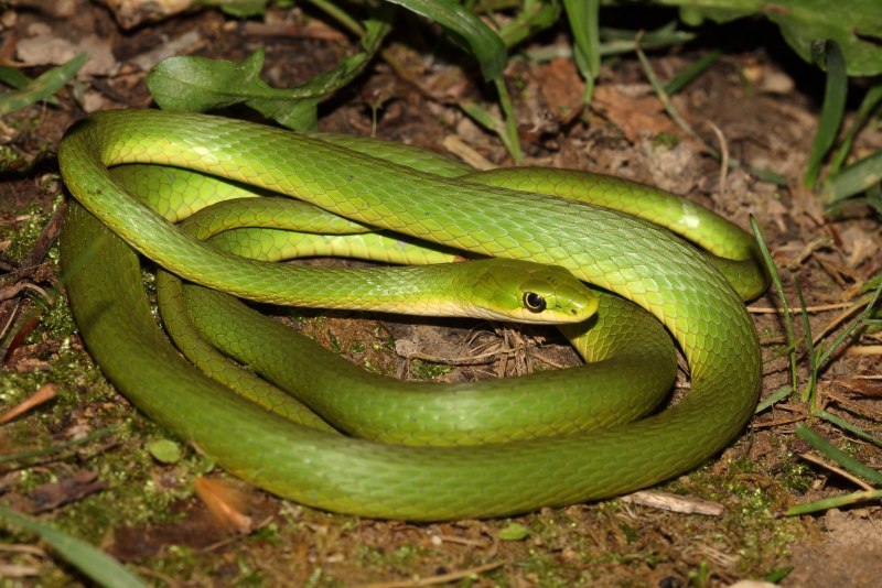 Килеватый травяной уж (Opheodrys aestivus)