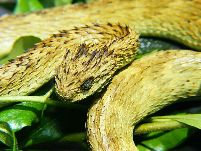 Куфия Шлегеля