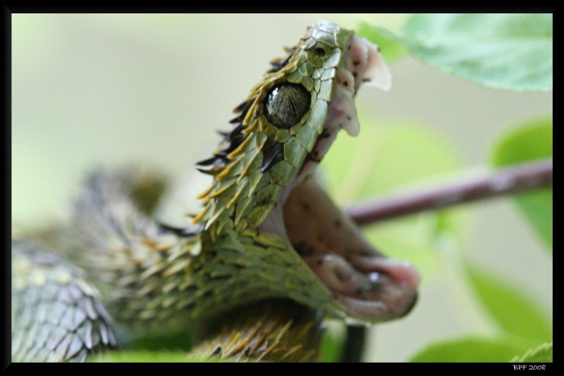 Кустарниковая гадюка (Atheris