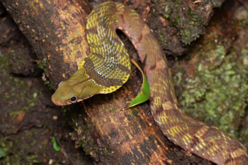 Pseudoxenodon macrops