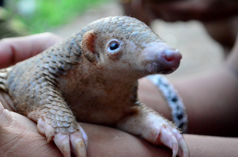 Manis culionensis