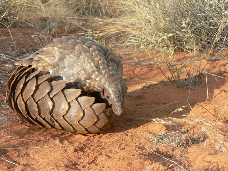 Smutsia temminckii