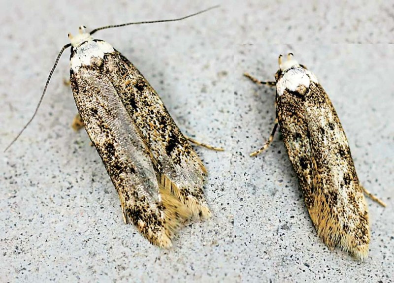 Платяная моль (Tineola bisselliella)