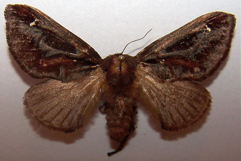 Моль (Acharia stimulea)