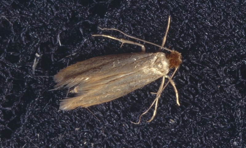 Платяная моль (Tineola bisselliella)