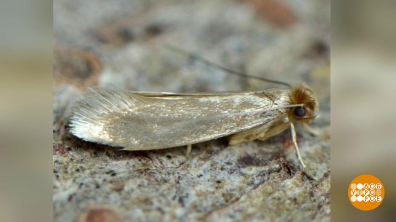 Платяная моль (Tineola bisselliella)