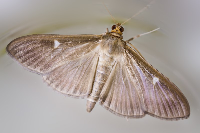Cydalima perspectalis