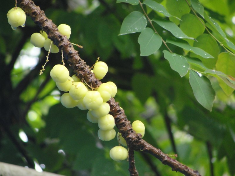 Phyllanthus acidus)