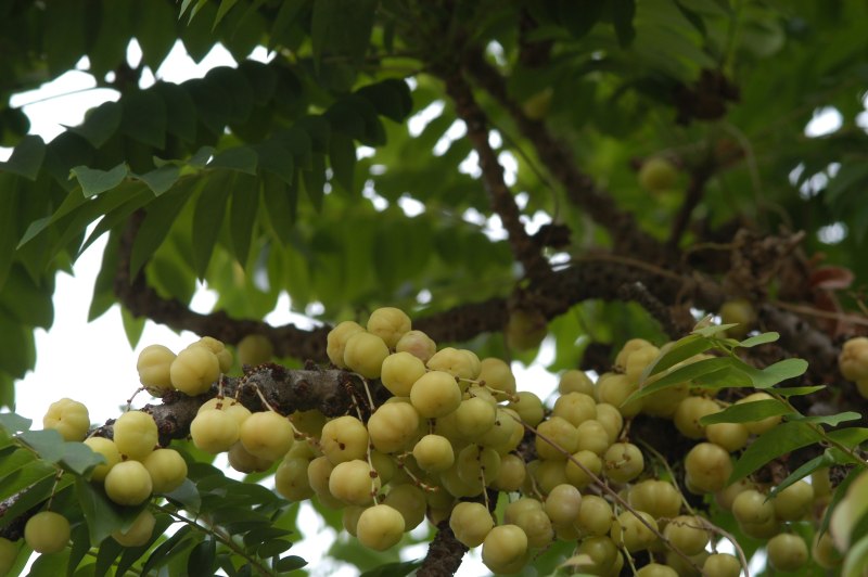 Phyllanthus acidus)