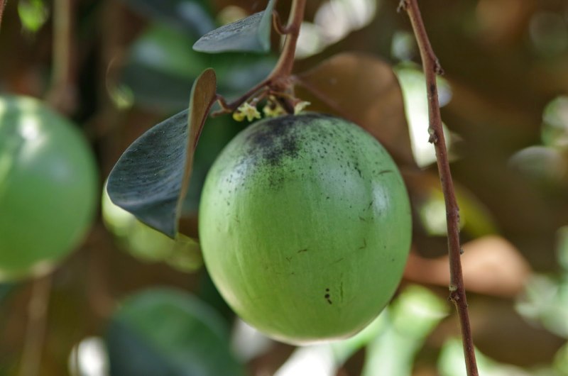 Chrysophyllum cainito