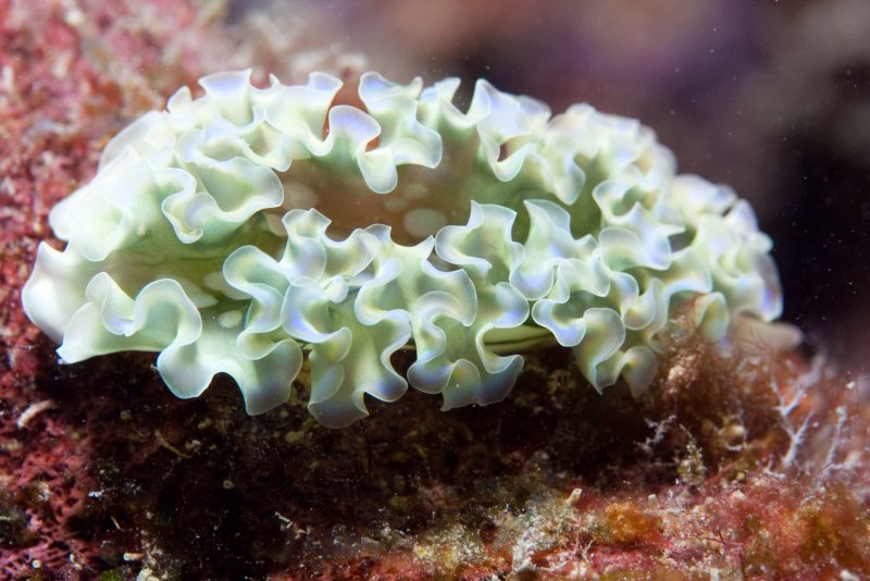 Elysia crispata