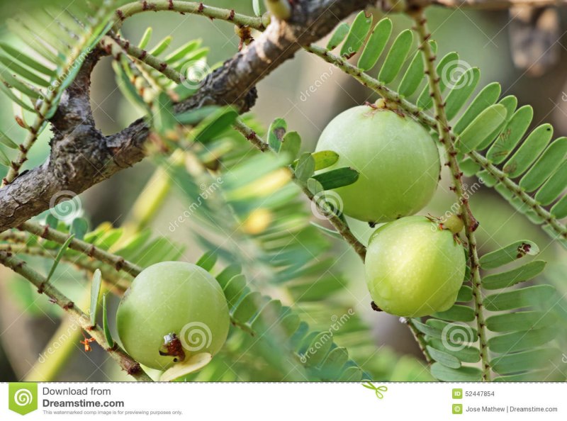 Phyllanthus balgoyii дерево в Малайзии