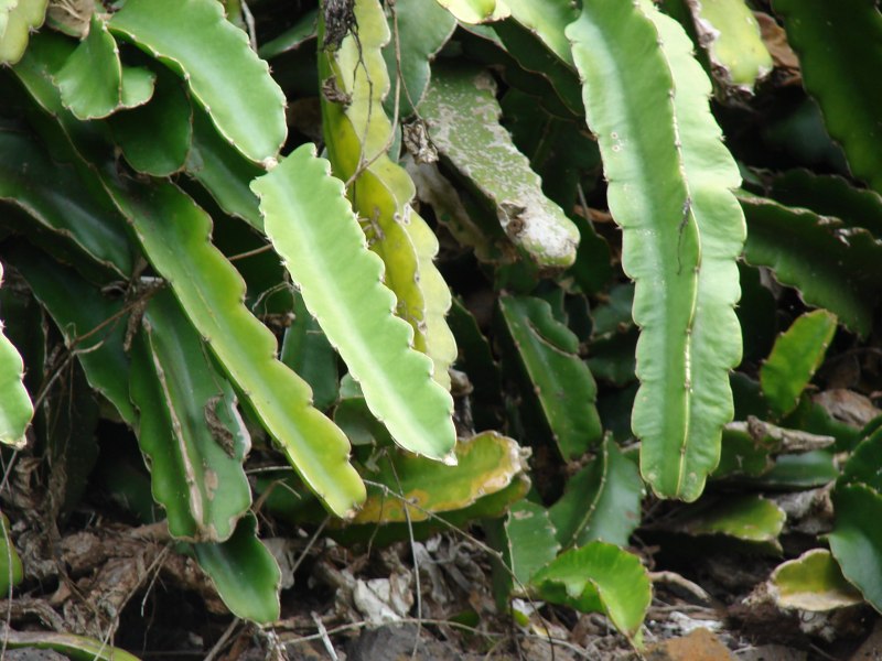 Кактус-Hylocereus undatus
