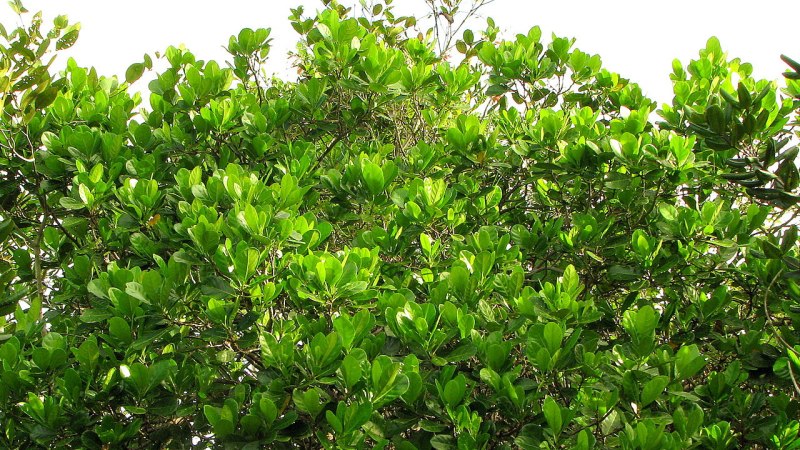 Allouncia Grandis