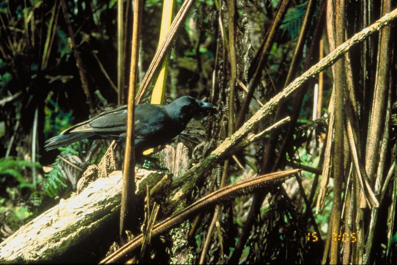 Corvus hawaiiensis