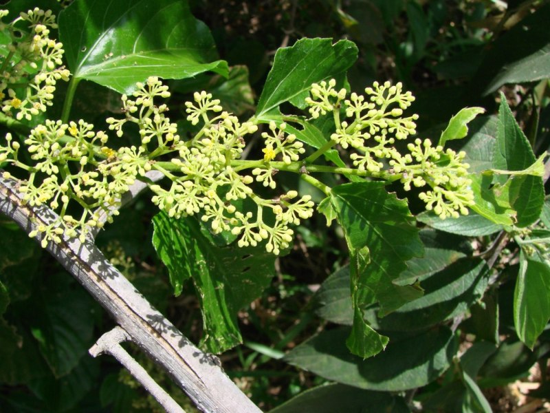 Cissus verticillata
