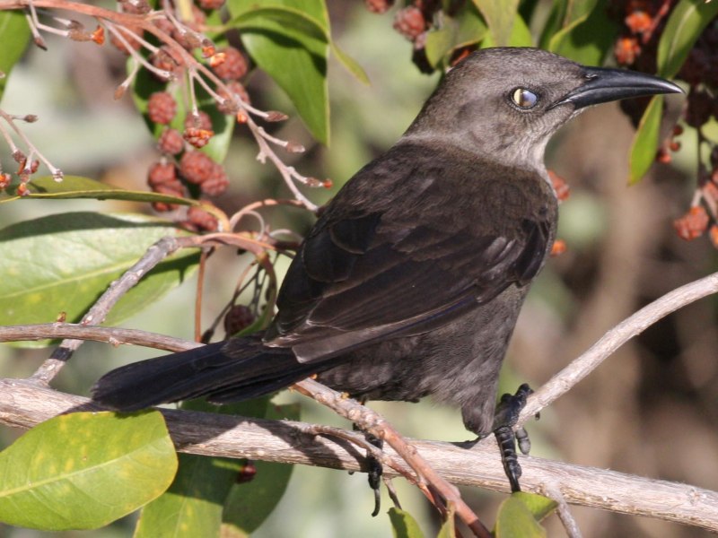 Common Grackle
