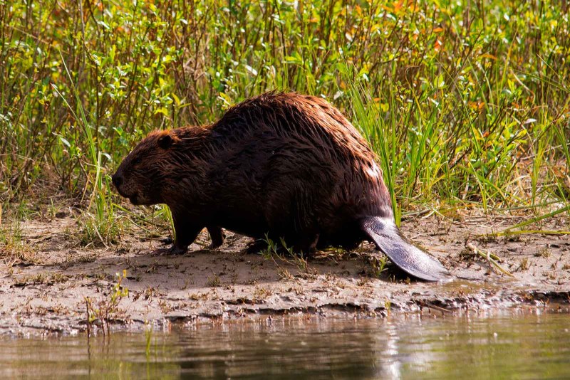 Канадский Бобр (Castor canadensis)