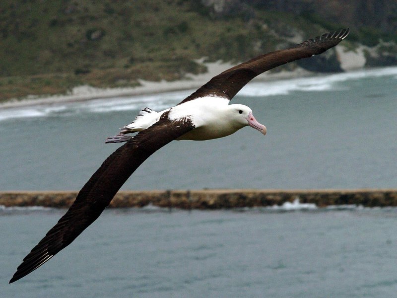 Chatham Albatross