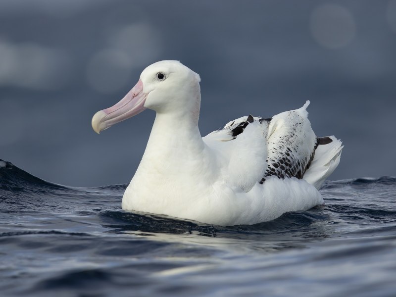 Альбатрос Diomedea antipodensis