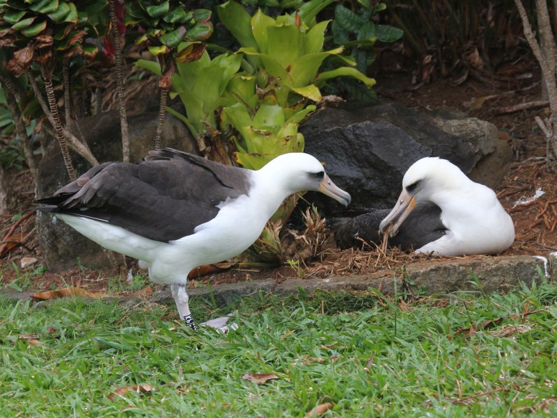 Laysan Albatross