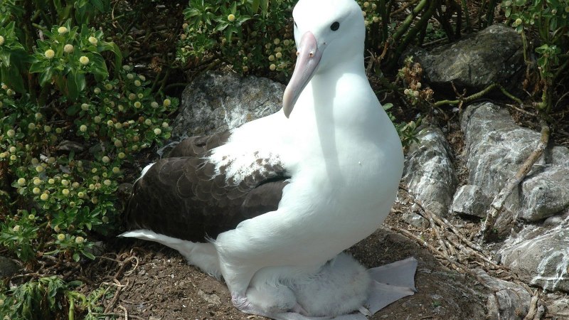 Северный Королевский Альбатрос