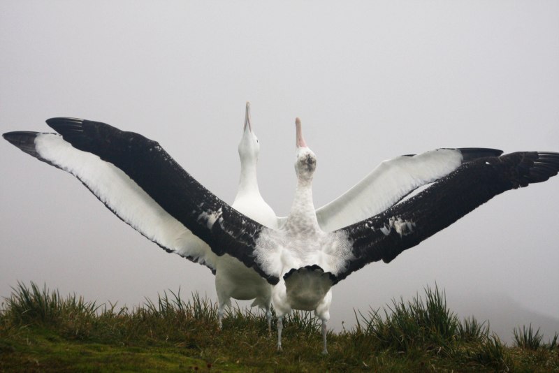 MLARTY captaij Albatross