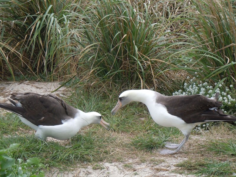 Homosexuality in Albatros