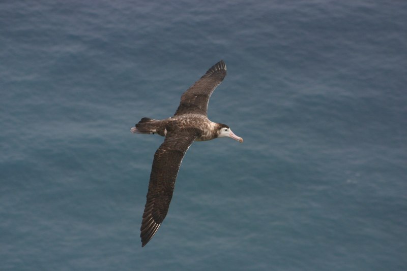 Diomedea amsterdamensis