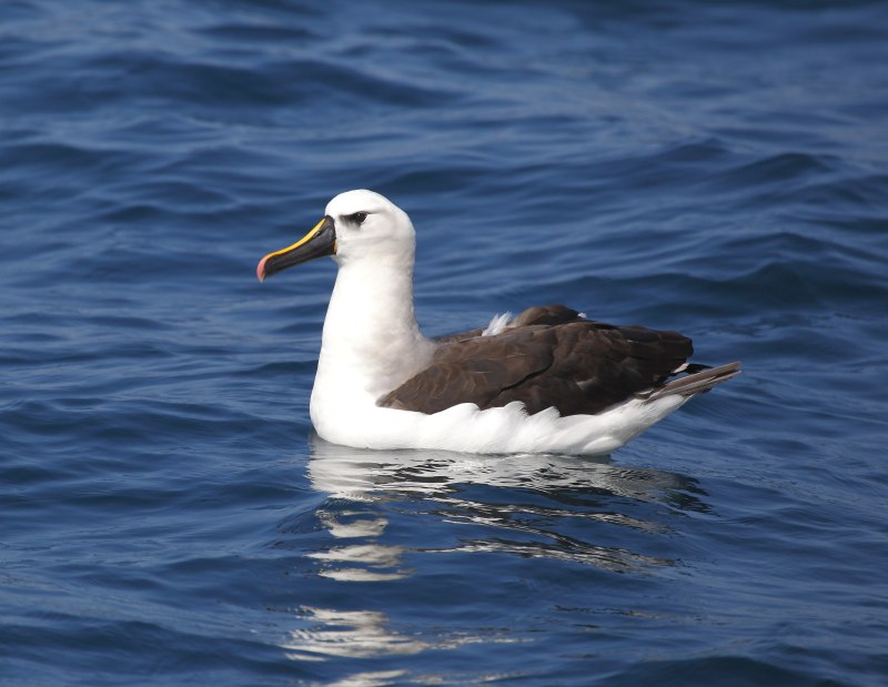Thalassarche chlororhynchos