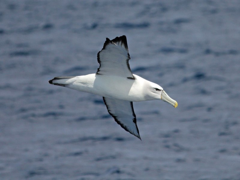 Thalassarche chlororhynchos