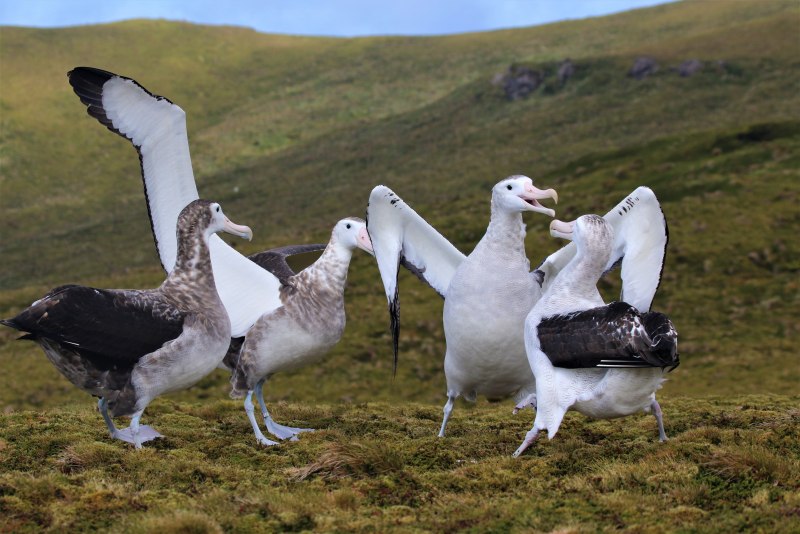 Tristan Albatross