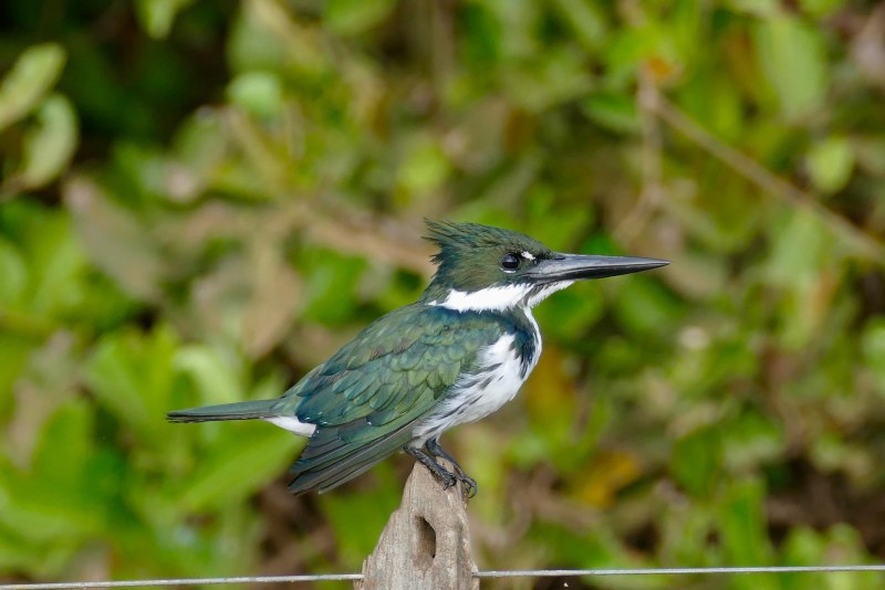 Amazon Kingfisher