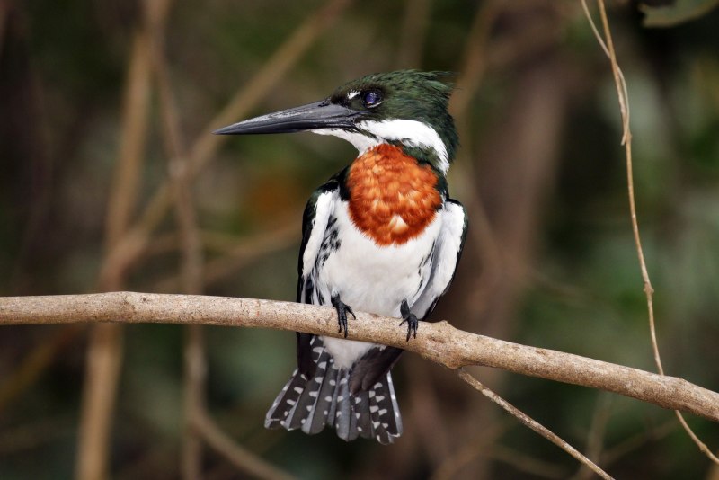 Amazon Kingfisher