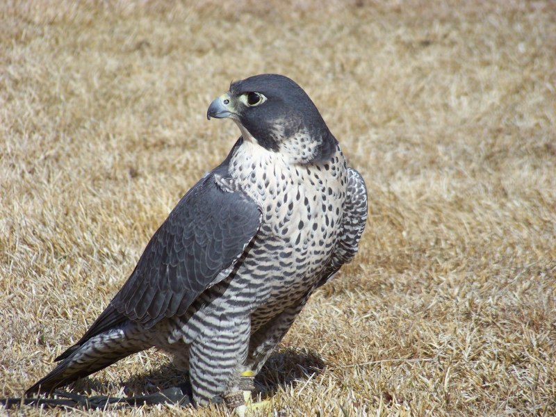 Falco peregrinus pealei