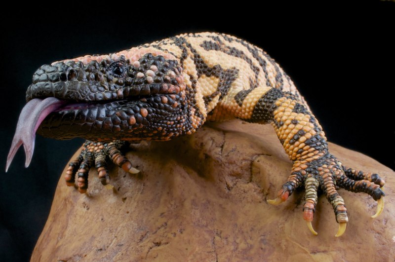 Heloderma suspectum