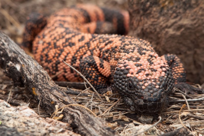 Gila Monster