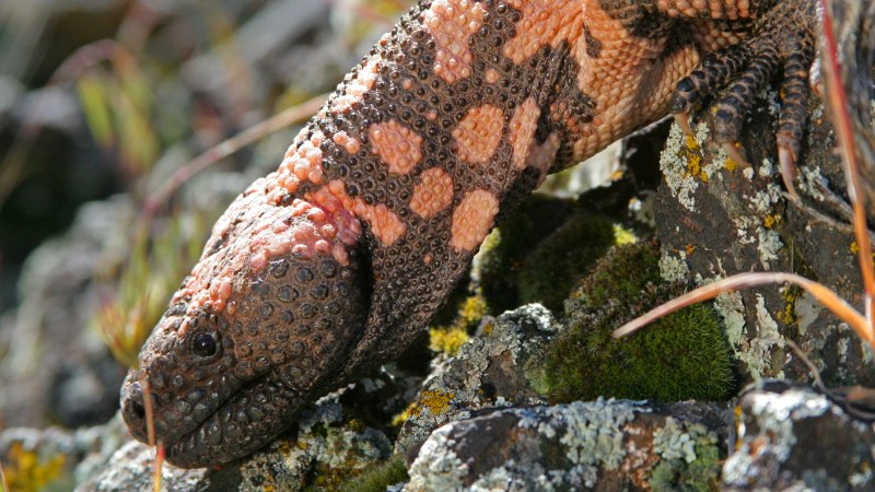 Gila Monster