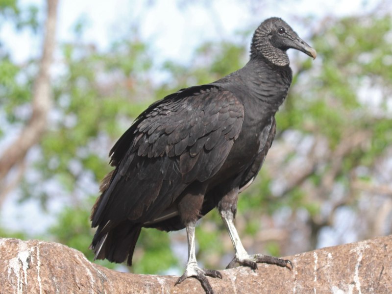 Black Buzzard