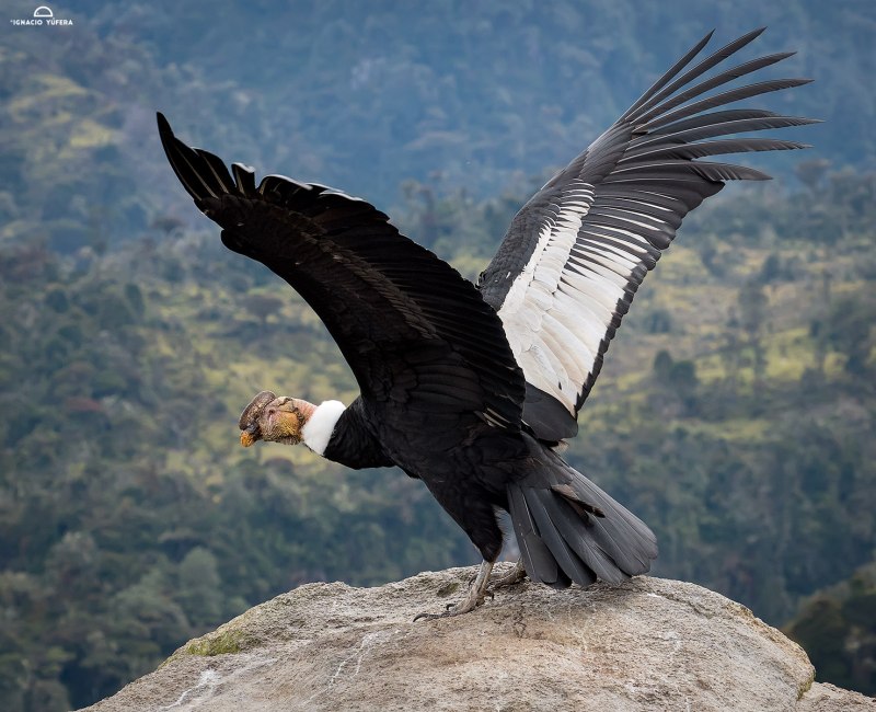 Андский Кондор (Vultur gryphus)