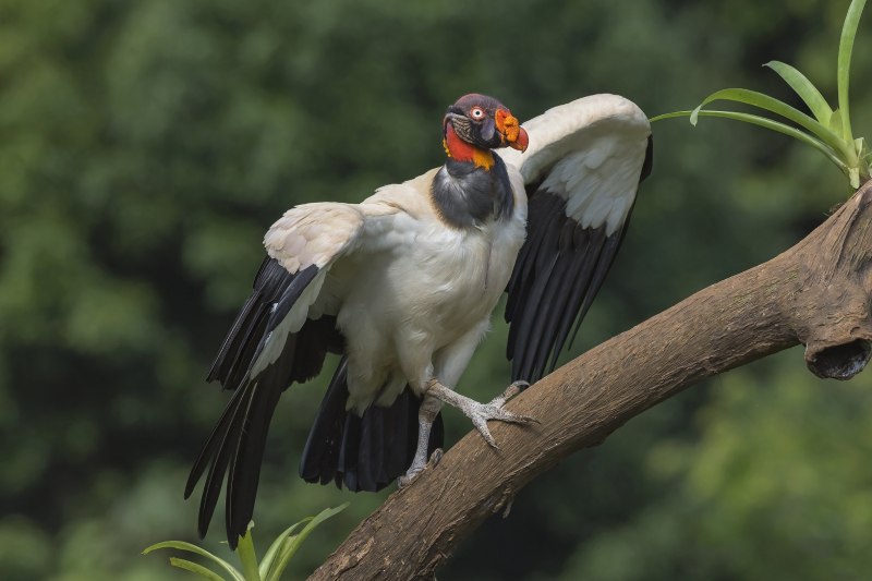 Sarcoramphus Papa