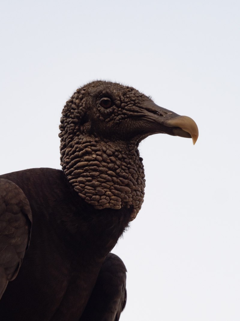 Coragyps atratus