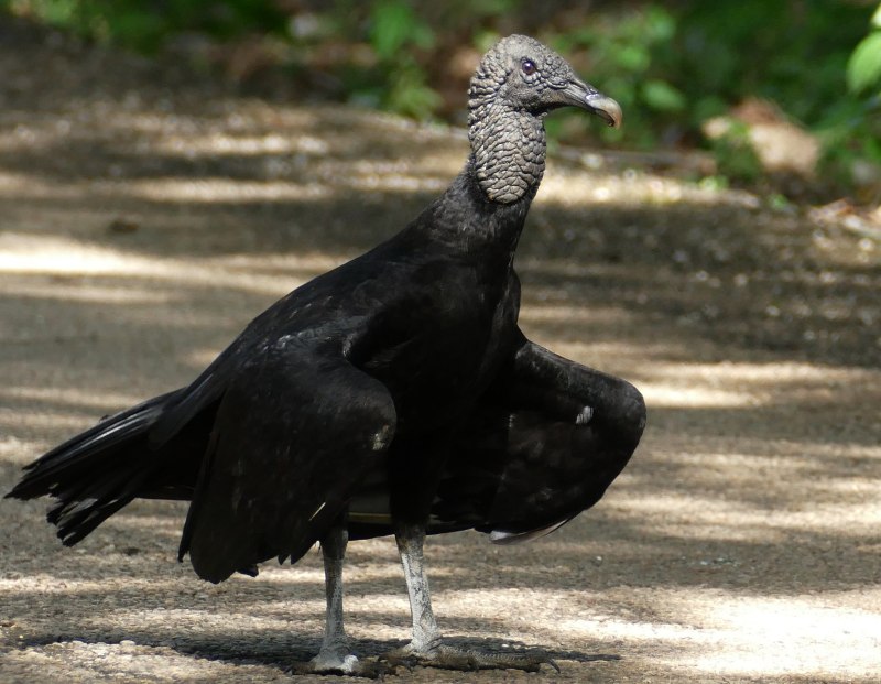 Coragyps atratus